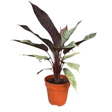 Image result for Polystachya cribbiana