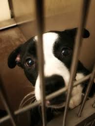Check spelling or type a new query. Pet Rescues In Orland Park Il Midwest Animal Hospital