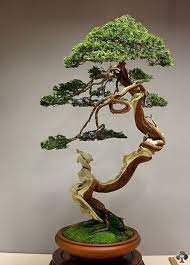 Top 10 Most Popular Bonsai Of The Day Bonsai Art Bonsai Tree Juniper Bonsai