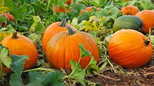 Eating pumpkin seeds may improve sleep thanks to an essential amino acid called tryptophan. Can Rabbits Eat Pumpkin Seeds Petsmentor