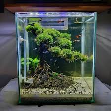 Pin On Nano Tank Layout Inspirations