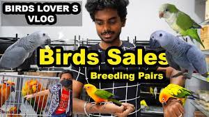 Check spelling or type a new query. Birds For Sales Pet Shop Review Birds And Dogs Accessories Delivery Available Youtube
