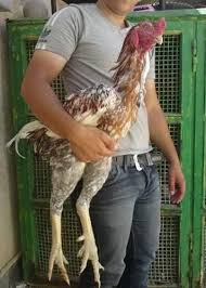 Brazil Giant Chicken Largest Chicken Breed Chicken Breeds Pet Chickens