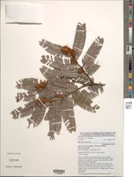 Image result for Indigofera paracapitata