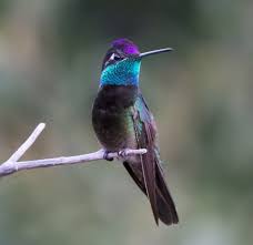 Birds Of The Southwest United States Magnificent Hummingbird Male Madera Canyon Arizona By Gorndon Karrre With Images Beautiful Birds Pet Birds Colorful Birds