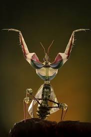 Une Menthe Religieuse Tres Concentrer Insectes Beaux Insectes Mante Religieuse