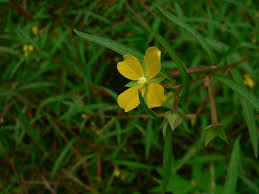 Image result for Ludwigia octovalvis