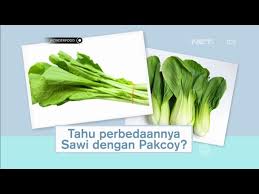 Ada begitu banyak manfaat sayur pakcoy yang. Perbedaan Sawi Dan Pakcoy Sekaligus Manfaat Kecenya Youtube