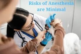 Anesthesia free dog teeth cleaning nyc. Anesthesia Free Pet Dental Is Riskier Than You Think