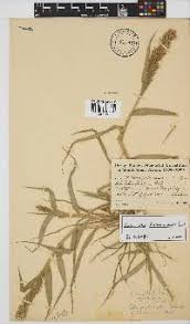 Image result for Schmidtia kalahariensis