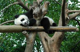 Panda was a stout build. 151 Cute And Funny Panda Names Animal Hype