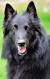 Belgian Malinois Long Hair Puppy