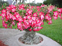 How To Grow And Care For A Desert Rose Adenium Obesum World Of Succulents Desert Rose Plant Rose Seeds Desert Rose Care