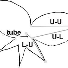 Image result for Asterochaete angustissima