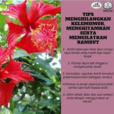 Pokoknya menegak dengan batang hijau yang lurus. Minyak Asmak Kelantan Khasiat Bunga Raya Merawat Masalah Keguguran Rambut Kegatalan Kulit Kepala Kulit Kepala Berminyak Pastinya Shampoo Bunga Raya Plus 6dalam1 Memberikan Khasiat Yang Sama