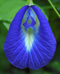 Image result for Clitoria ternatea