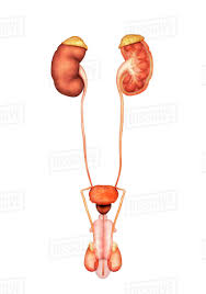 Posted on december 12, 2018december 12, 2018. Anatomy Of Human Male Urinary System Front View Stock Photo Dissolve