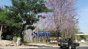 Waduk gondang lamongan waduk gondang lamongan waduk gondang lamongan #wadukgondang#wisatalamongan. Cantiknya Bunga Sakura Di Waduk Gondang Lamongan Yang Lagi Bermekaran Surya