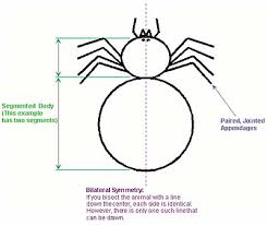 Phylum Arthropoda Diagram Catalogue Of Schemas