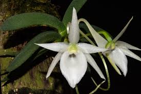 Image result for Angraecum minus