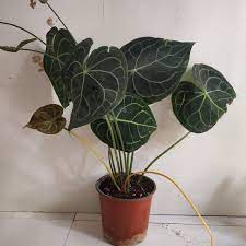 0 reviews / write a review. Anthurium Clarinervium Nursery Buy