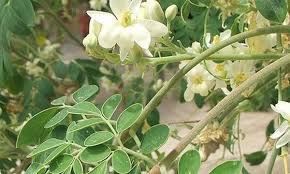 Daun kelor diandalkan sebagai sumber nutrisi dan gizi, yaitu mengandung protein, karbohidrat, dan serat. Jual Kapsul Bunga Kelor Kota Ambon Moringa Organic Tokopedia