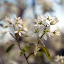 Best sited in part native to the southern united states, up into the southern tip of illinois. Spring Flowering Ornamental Trees Chicago Botanic Garden