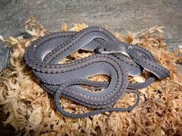 These are just some of the few that have the most recent reported data. World Most Rare Snake World Most Rare Things Facebook