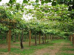 Pruning and training kiwi fruit on an arch or pergola for pergola or arch training the aim is to produce a strong single trunk with about 3 main branches near the top of the vine. Is It A Vine A Tree Or A Bush Pergola Plants Kiwi Fruit Kiwi Plant