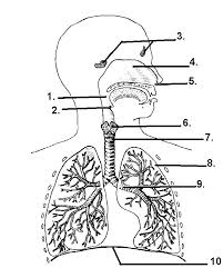 Respiratory System Diagram Quiz Respiratory System Human Respiratory System Human Body Systems