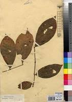 Image result for Combretum holstii