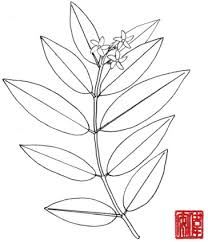 Image result for Sonneratiaceae