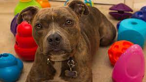 This is a super fun one for the puppies to pull and play set your new pitbull puppy up with some of these great toys. Our 5 Highest Rated Indestructible And Chew Toys For Pit Bulls