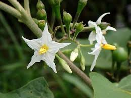 Image result for Solanum torvum