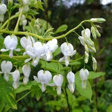 Dicentra Spectabilis Alba Lamprocapnos Dorset Perennials Bleeding Heart Flower Care Shade Loving Perennials