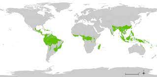 Identify the locations of tropical rainforests. Tropical Rainforest Regions