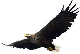 Majestic Bald Eagle Flying Png Image Png Voar Como Aguia Aves De Rapina