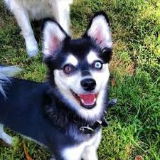 Black And Brown Husky Reward Missing Mini Husky Black White One Blue Eye One Brown Eye 10 5 Lbs Last Seen In South Amboy Sayreville Nj Area Sh Husky Mini Huskies Animal Crackers