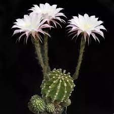 The ultimate guide to cactus care. My Cactus Has Flowers But They Are Shriveling And Dying What Shall I Do Quora