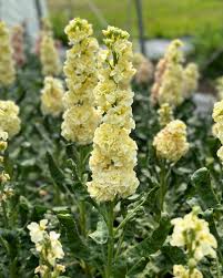 Image result for Matthiola