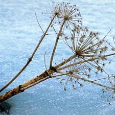 Image result for Astropanax polysciadius