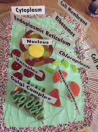 Maybe you would like to learn more about one of these? Animal Cell Cake Model Shefalitayal