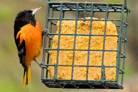 Shop our selection of oriole bird food, nectar & jelly for your backyard bird feeder. Easy Oriole Bird Feeding Tips For Your Yard