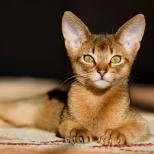 ‪20 Cutest Cat Breeds (with Photos)‬‏