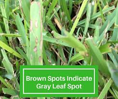 The blades are narrow and fine. How To Treat Gray Leaf Spot Houston Pearland Sugar Land
