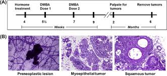 Mammograms are the best way to find breast cancer early, when it is easier to most breast cancers are found in women who are 50 years old or older, but breast cancer also affects younger women. Animal Models For Studying Prevention And Treatment Of Breast Cancer Sciencedirect