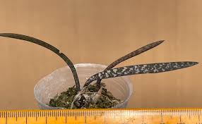 Image result for Oeceoclades decaryana