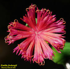 Image result for Emilia tessmannii