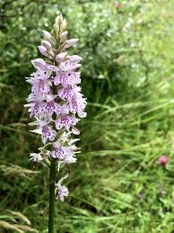 Image result for Fadogia fuchsioides