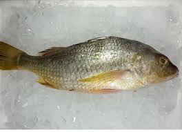 Lihat juga resep kripik/emping gerut/garut khas bumi angling dharmo enak lainnya. Longhead Grunt Aka Gerut Emas Kalu Ikan Bakar Family Facebook